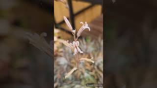 Tall and dainty succulent 🌸 shorts australia birds garden flower succulent [upl. by Aleil27]