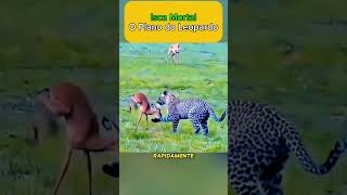 O plano do leopardo curiosidades fatosanimais animals educação curiosidadesanimais [upl. by Odama]