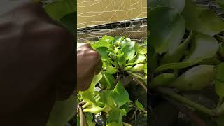 Water hyacinth propagation  shorts youtubeshorts Waterhyacinth propagation [upl. by Spearing]