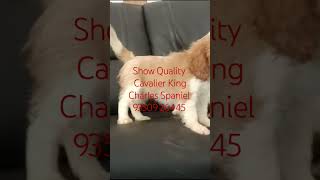 Cavalier King Charles Spaniel India BestDogsDealsIndia [upl. by Rases340]