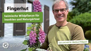 Fingerhut Digitalis Heimische Wildpflanze für Insekten und Naturgärtner [upl. by Longwood]