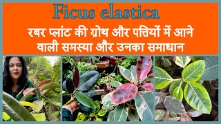 Common rubber plant problems and how to solve them॥रबर प्लांट में आने वाली समस्या और उसका समाधान [upl. by Akemej]