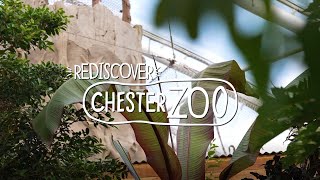 Rediscover Chester Zoo [upl. by Sil]