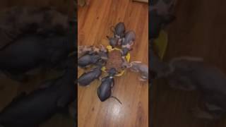 Sphynx kittens eating raw food [upl. by Cathrin]