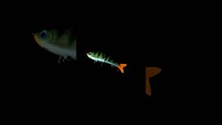 Rapala Super Shadow Rap Glide fishing pesca rapala [upl. by Nickles]