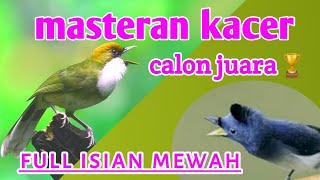 Mantap nihMasteran kacer juara nasional full isian mewah [upl. by Zetnas]