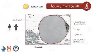 النسيج الشحمي الدهني Adipose Tissue [upl. by Ardnnek]