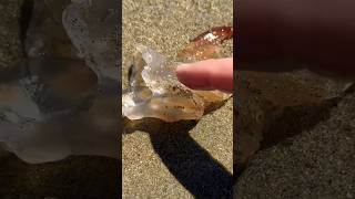 Jellyfish vs Sand Piranhas Completely Infested shorts [upl. by Johannes]