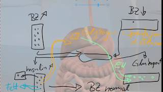 Physiologische Blutzuckerregulation spontan und einfach erklärt [upl. by Bahr736]