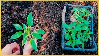 Хочешь быть с перцем делай так  Как вырастить крепкую рассаду болгарского перца [upl. by Werda]