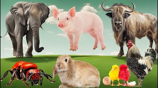 Farm Animal Sounds Elephant Pig Bison Chicken  Rabbit Ant  Animal sounds [upl. by Steffen46]