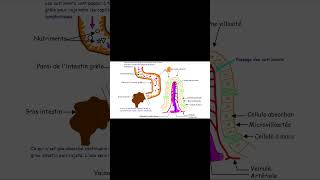 Absorption des nutriments 3ac shorts [upl. by Anelem]