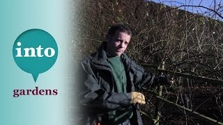 Pruning climbing roses with Ian Le Gros from RHS Hyde Hall [upl. by Natrav704]