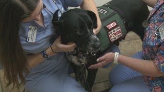 Veterinarians offered free services for service dogs [upl. by Russell]