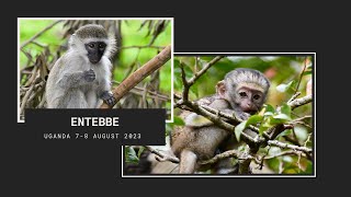 Uganda  Entebbe  78 August 2023  ONLY FOR MONKEY LOVERS [upl. by Berner993]