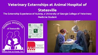 Veterinary Externship The Experience of Audrey D UGA College of Veterinary Medicine Student 2024 [upl. by Donoghue693]