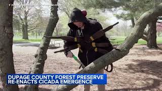 Dupage County Forest Preserve reenacts cicada emergence [upl. by Antone]