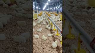 Ayam broiler umur 3 harishorts [upl. by Zetneuq]