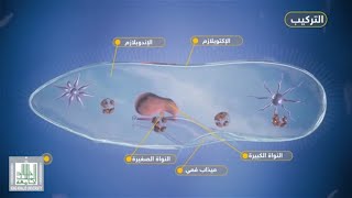 البراميسيوم  الطليعيات  فديو تفاعلي علم الاحياء [upl. by Ternan213]