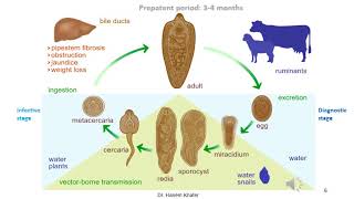 Trematodes of Ruminants 1 Family Fasciolidae [upl. by Gnehp]