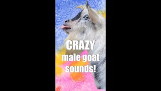 FUNNIEST Male Goat Sounds [upl. by Elocen935]