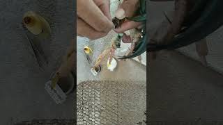 VID chicken foot treatment 2 birds [upl. by Apps]