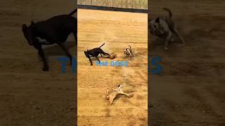 Greyhounds Rabbit hunting corssing tazi dog breed 2024 doglover funnyanimal dogvideos [upl. by Gnav]