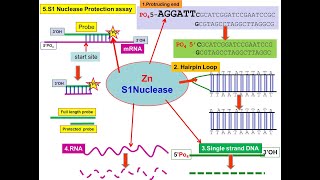 S1 Nuclease S1 Mapping endonuclease S1–P1 family Aspergillus oryzae [upl. by Cherian]