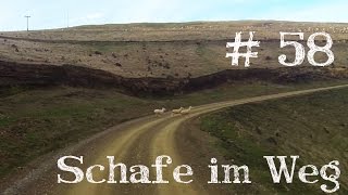 Schaf überfahren  Picton Neuseeland  Weltreise Vlog  Work and Travel 58 [upl. by Etolas69]