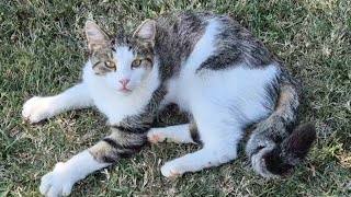 Starving Homeless Cat Eats Food Like Its His Last Meal [upl. by Nunciata]