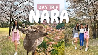 Things to do in NARA JAPAN  cherry blossoms nara deer park viral mochi pounding JAPAN VLOG [upl. by Hamil631]