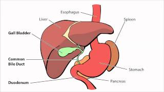 Biliary Atresia  What is Biliary Atresia [upl. by Nahsar]