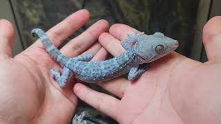 Tokay Gecko Beginner Guide ver2024First Handling with New Toks [upl. by Latea]