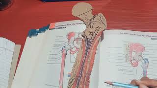 OSTEOLOGY  LOWER LIMB [upl. by Mariam45]