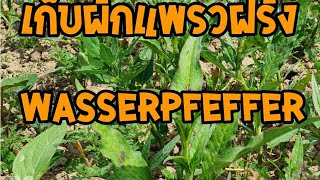 เก็บผักเเพรวฝรั่งหรือผักไผ่น้ำWasserpfeffer🥬18620 [upl. by Daniela573]