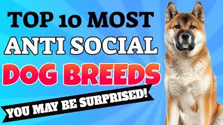 Top 10 most Anti Social Dog Breeds [upl. by Voltmer608]