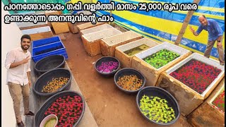 ഗപ്പികളെ വിറ്റ് മാസം 25 K ഉണ്ടാക്കുന്ന Guppy Hugz ഫാം  Guppy Hugz Ernakulam [upl. by Nayra]