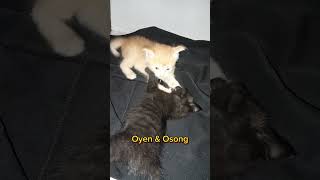 KUCING SULAWESI OYEN DAN OSONG [upl. by Eocsor]