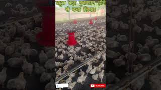 बहुत बड़े नुकसान से बच गया। HeatStrok Chicks Ytshorts poultryBusiness [upl. by Otilrac84]