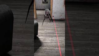 Granny has installed lasers in her house granny enormousgamer [upl. by Negriv369]