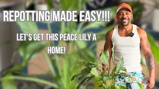 Repotting Made Easy Getting This Spathiphyllum A New Home  Care Tips [upl. by Barnard4]