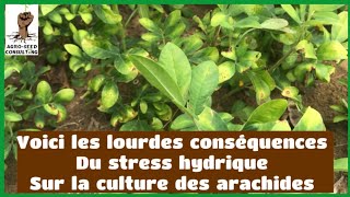 Voici les lourdes conséquences du stress hydrique sur la culture des arachides [upl. by Adnole]