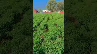 Mirch ki kheti village farming 🔥👍 [upl. by Devlen]