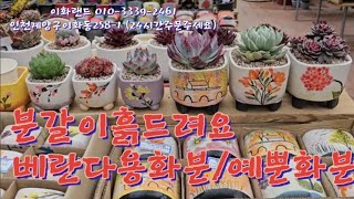 대박가격꽃화분사각베트남산분갈이흙드려요 이화랜드01033392461 나는농부다282회출연 [upl. by Horlacher]