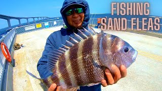 SUPRISE Catches while SHEEPSHEAD Fishing the Bonner Bridge [upl. by Sammons]