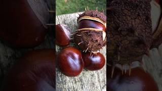 HORSE CHESTNUT  Amazing Health Benefits [upl. by Mairb264]