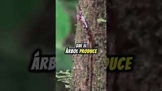 ¡La Increíble Historia del Árbol que Sangra curiosidadesnaturales curiosidades [upl. by Holmes]