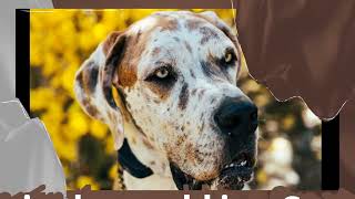 10 Dog Facts You Probably Never Knew Cesarmillan Doglover Ilovedogs Dogsbestfriend [upl. by Che134]