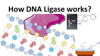 DNA Ligase How DNA Ligase works [upl. by Tedmann209]