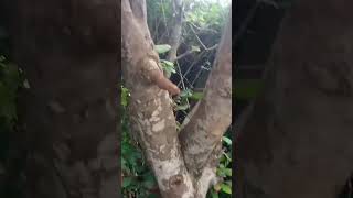 Giant wambugu apple tree  please kindly subscribe to my channelthanks [upl. by Nylhtiak975]